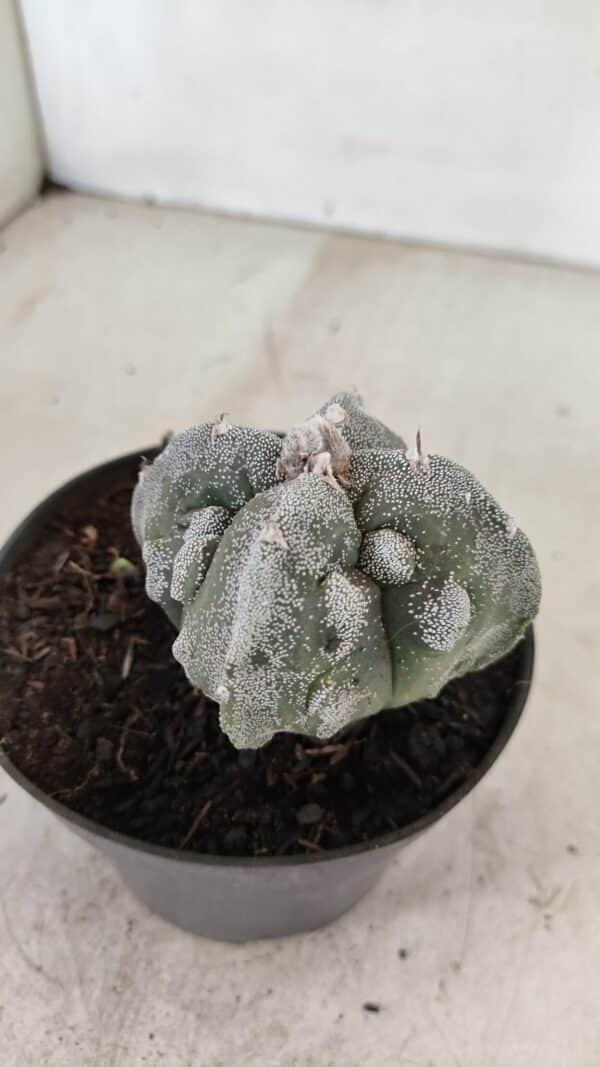 ASTROPHYTUM MYRIOSTIGMA "FUKURYU - 4 QUINAS"  Nº 1064 – vaso 11 - Imagem 7