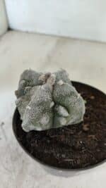 ASTROPHYTUM MYRIOSTIGMA "FUKURYU - 4 QUINAS" Nº 1064 – vaso 11 - Imagem 6