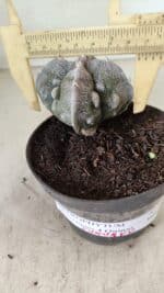ASTROPHYTUM MYRIOSTIGMA "FUKURYU - 4 QUINAS" Nº 1064 – vaso 11 - Imagem 4