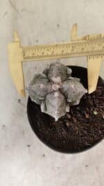 ASTROPHYTUM MYRIOSTIGMA "FUKURYU - 4 QUINAS" Nº 1064 – vaso 11 - Imagem 5