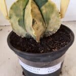 ASTROPHYTUM MYRIOSTIGMA "Variegata" Nº 886 – vaso 15