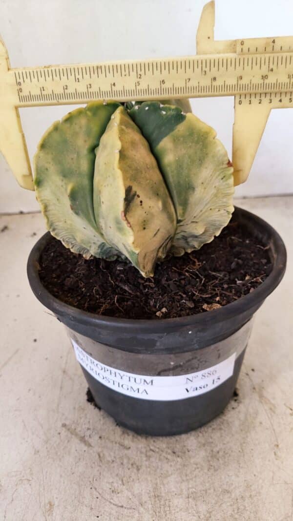 ASTROPHYTUM MYRIOSTIGMA "Variegata" Nº 886 – vaso 15 - Imagem 1