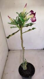 Planta Simples 3163 – 35cm – 03 anos - Imagem 5