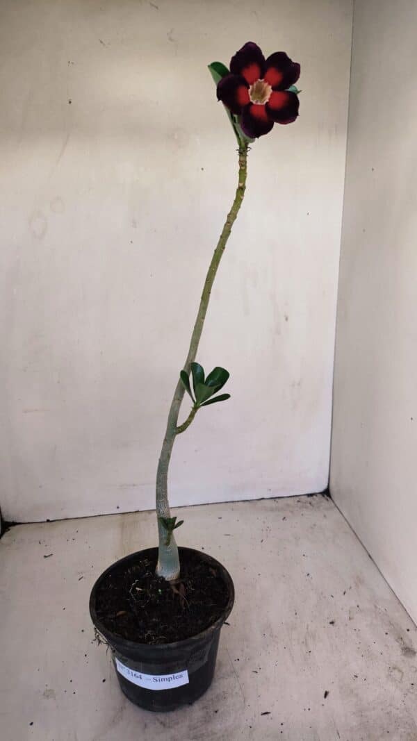 Planta Simples 3164 – 30cm – 02 anos - Imagem 7
