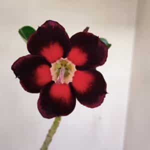 Planta Simples 3164 – 30cm – 02 anos