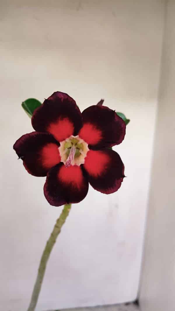 Planta Simples 3164 – 30cm – 02 anos - Imagem 1