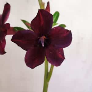 Planta Simples 3165 – 35cm – 03 anos