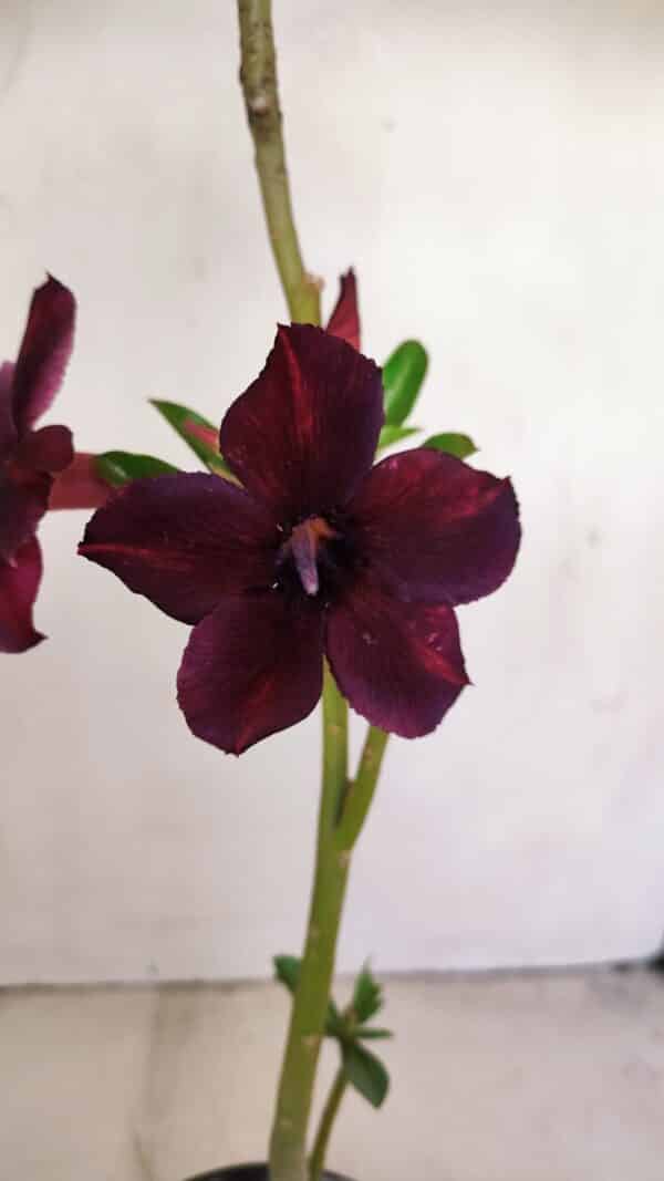 Planta Simples 3165 – 35cm – 03 anos - Imagem 1