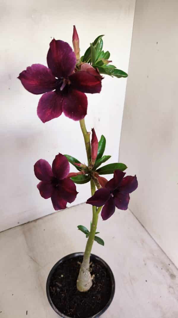 Planta Simples 3165 – 35cm – 03 anos - Imagem 4