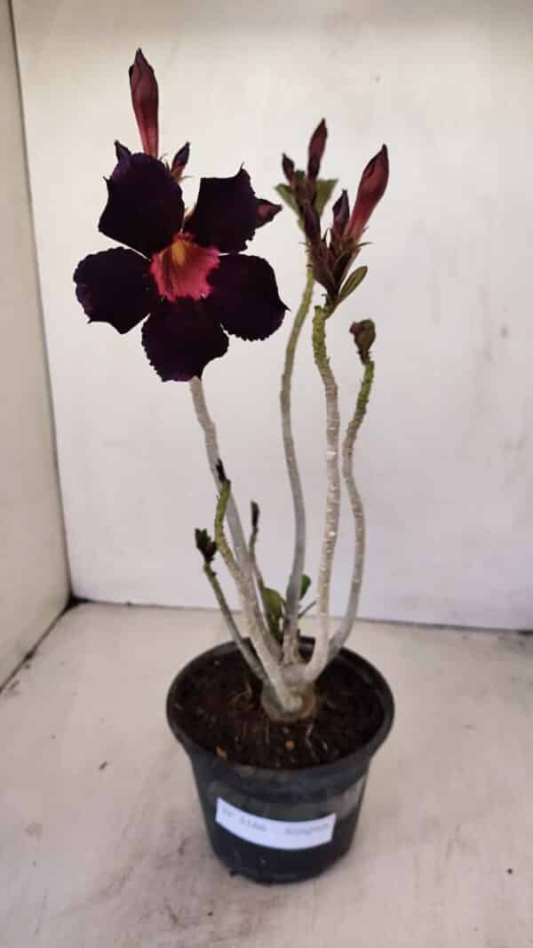 Planta Simples 3166 – 35cm – 03 anos - Imagem 2