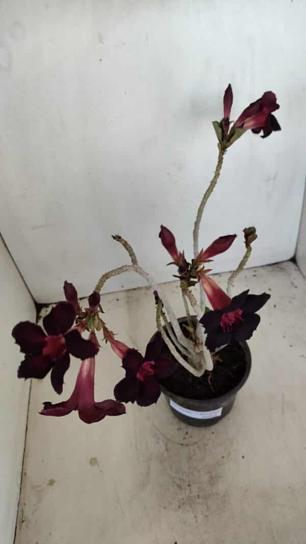 Planta Simples 3166 – 35cm – 03 anos - Imagem 6