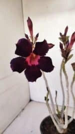Planta Simples 3166 – 35cm – 03 anos