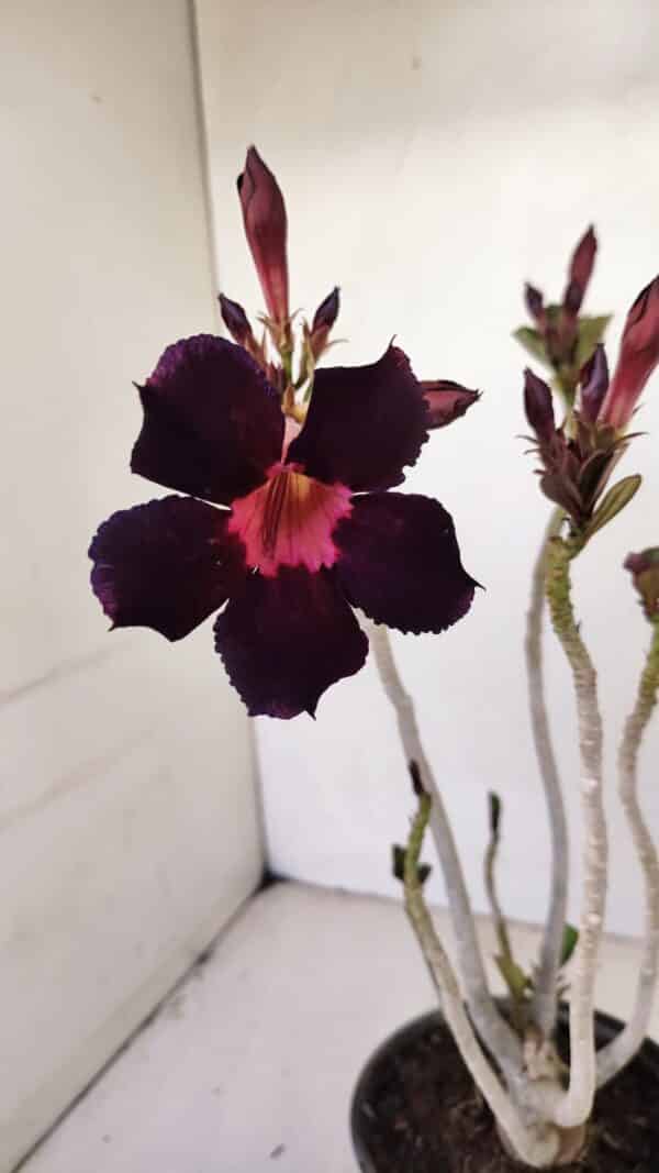 Planta Simples 3166 – 35cm – 03 anos - Imagem 1
