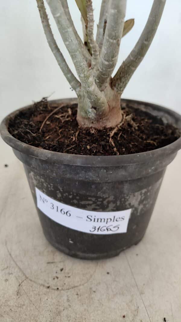 Planta Simples 3166 – 35cm – 03 anos - Imagem 5