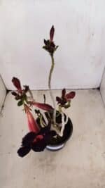 Planta Simples 3166 – 35cm – 03 anos - Imagem 7