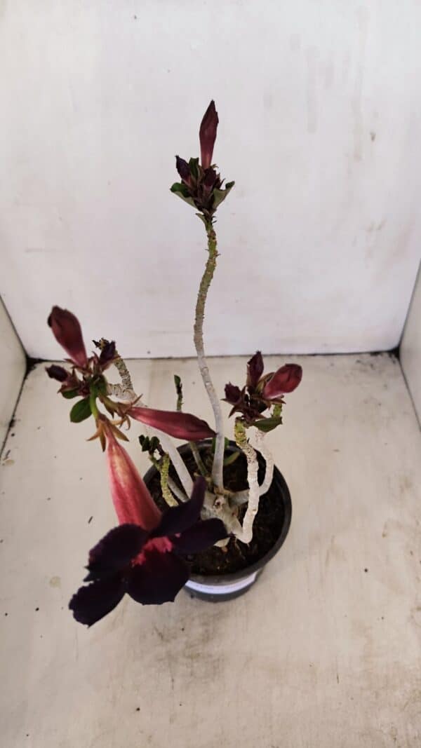 Planta Simples 3166 – 35cm – 03 anos - Imagem 7