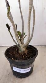 Planta Simples 3166 – 35cm – 03 anos - Imagem 6