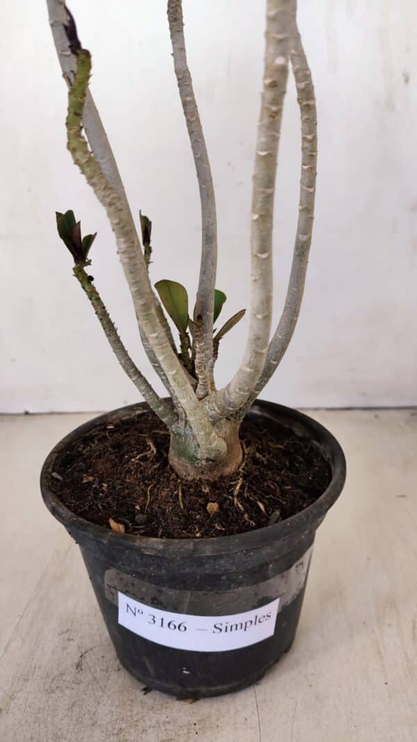 Planta Simples 3166 – 35cm – 03 anos - Imagem 6