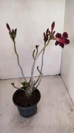 Planta Simples 3166 – 35cm – 03 anos - Imagem 5