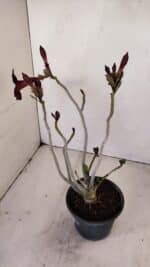 Planta Simples 3166 – 35cm – 03 anos - Imagem 4