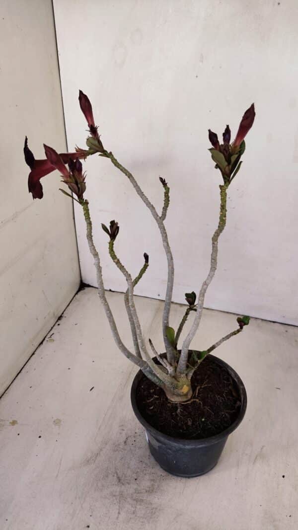 Planta Simples 3166 – 35cm – 03 anos - Imagem 4