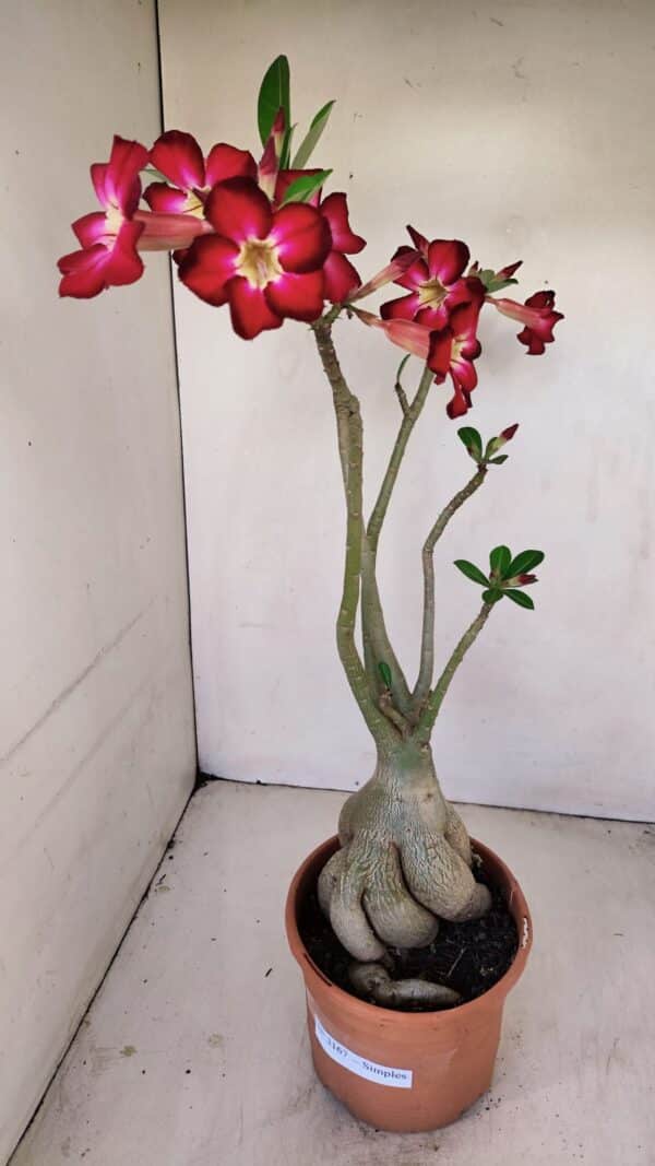 Planta Simples 3167 – 45cm – 04 anos - Imagem 1