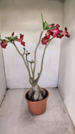 Planta Simples 3167 – 45cm – 04 anos - Imagem 7