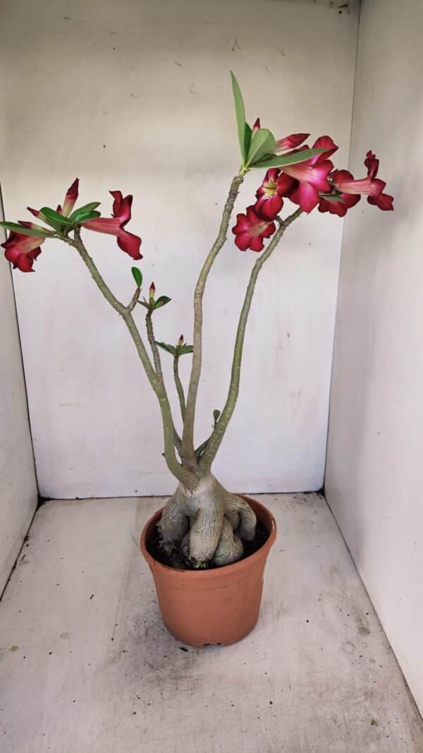 Planta Simples 3167 – 45cm – 04 anos - Imagem 7