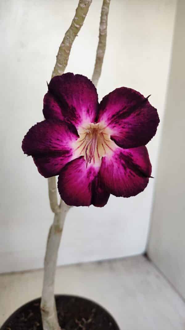 Planta Simples 3168 – 35cm – 03 anos - Imagem 1