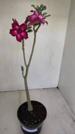 Planta Simples 3169 – 30cm – 03 anos - Imagem 2