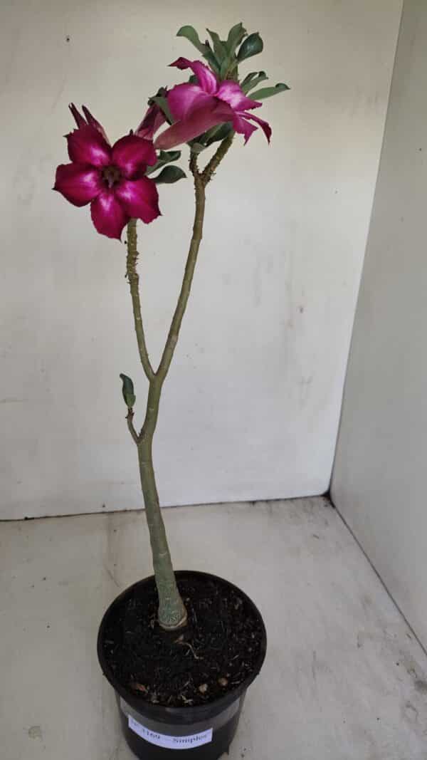 Planta Simples 3169 – 30cm – 03 anos - Imagem 2