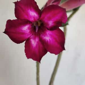 Planta Simples 3169 – 30cm – 03 anos
