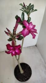 Planta Simples 3169 – 30cm – 03 anos - Imagem 4