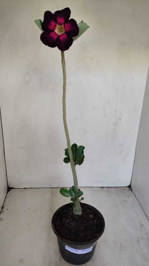 Planta Simples 3170 – 35cm – 03 anos - Imagem 2