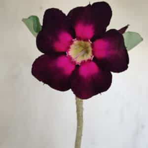 Planta Simples 3170 – 35cm – 03 anos