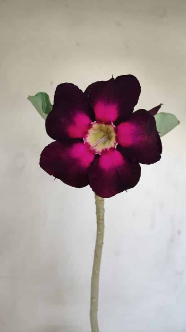 Planta Simples 3170 – 35cm – 03 anos - Imagem 1