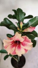 Planta Simples 3171 – 35cm – 03 anos - Imagem 4