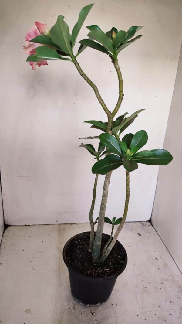 Planta Simples 3171 – 35cm – 03 anos - Imagem 6