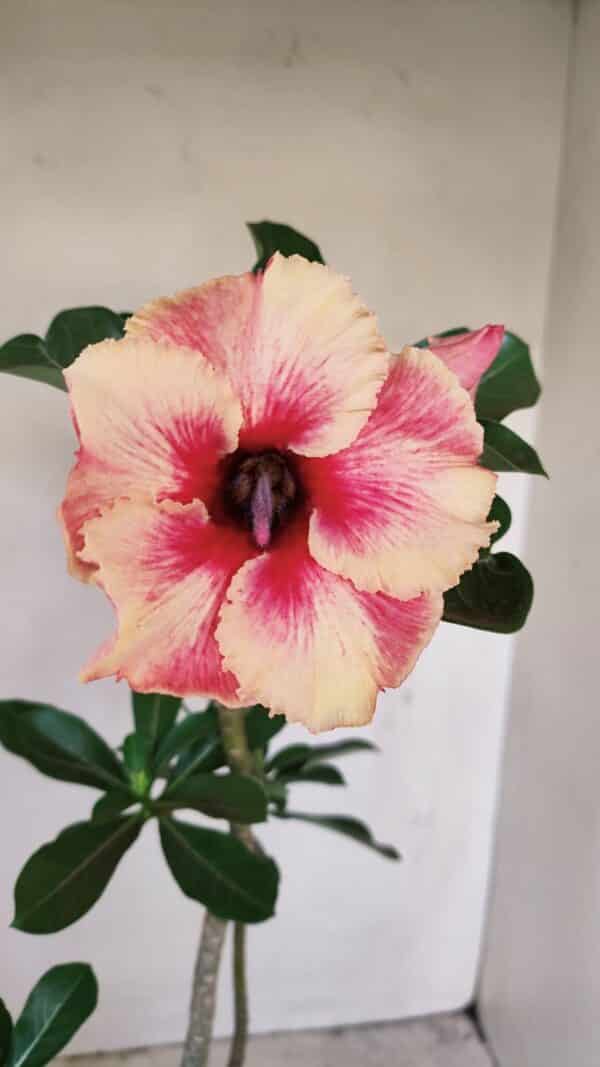 Planta Simples 3171 – 35cm – 03 anos - Imagem 1