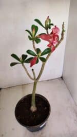 Planta Simples 3172 – 40cm – 03 anos - Imagem 6