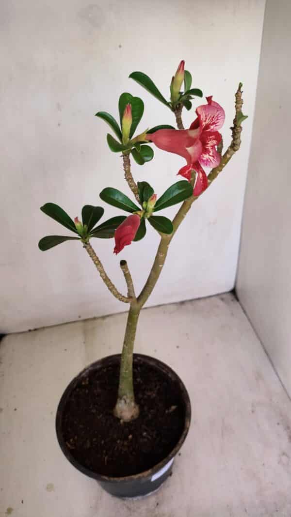 Planta Simples 3172 – 40cm – 03 anos - Imagem 6