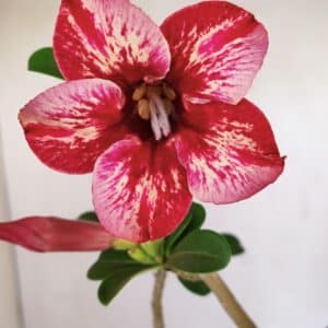 Planta Simples 3172 – 40cm – 03 anos