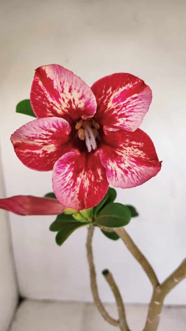 Planta Simples 3172 – 40cm – 03 anos - Imagem 1