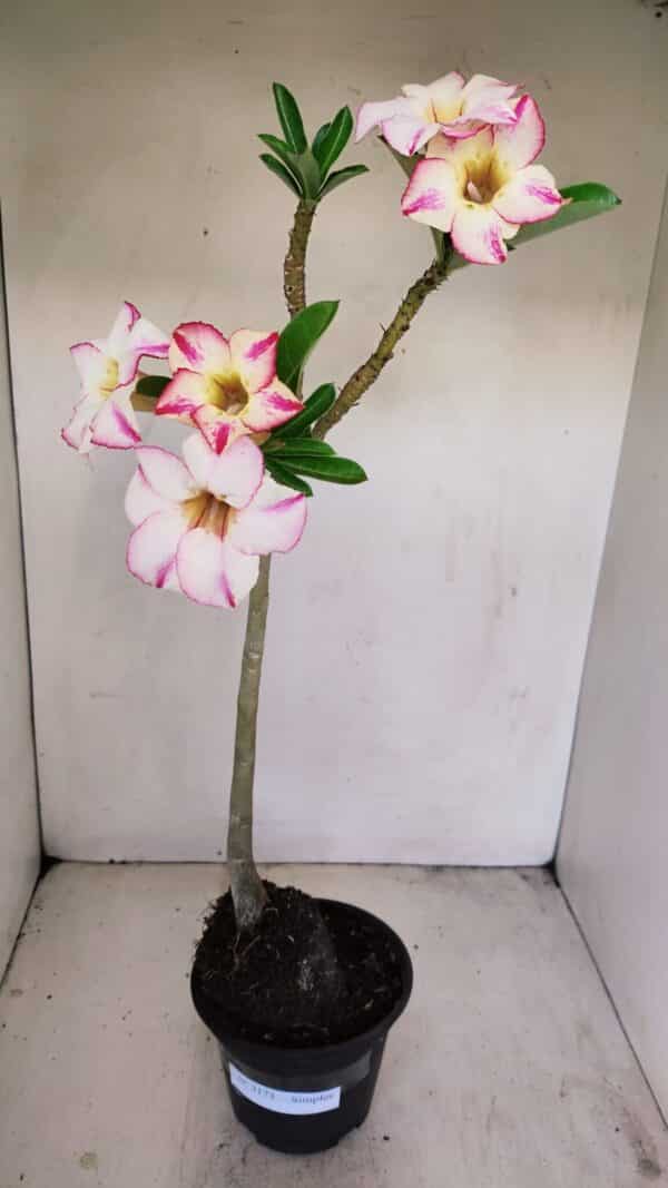 Planta Simples 3173 – 35cm – 03 anos - Imagem 1