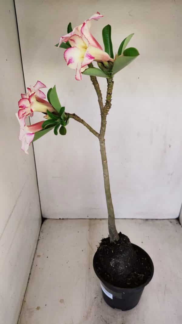 Planta Simples 3173 – 35cm – 03 anos - Imagem 6