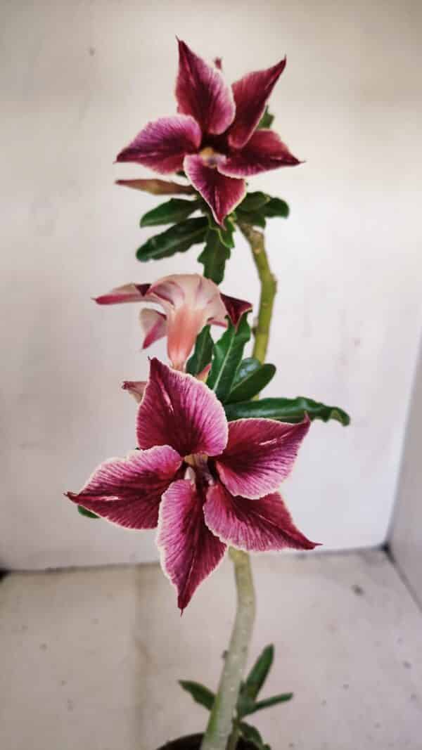Planta Simples 3174 – 35cm – 03 anos - Imagem 1