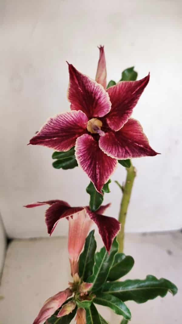 Planta Simples 3174 – 35cm – 03 anos - Imagem 4