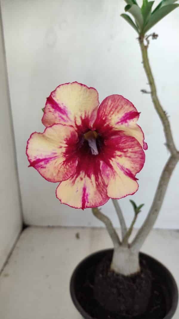 Planta Simples 3175 – 30cm – 03 anos - Imagem 1