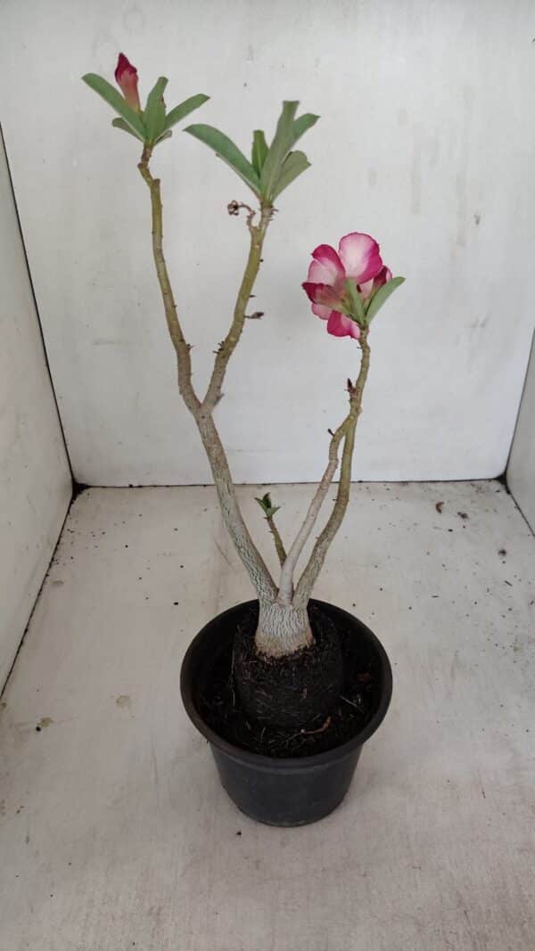 Planta Simples 3175 – 30cm – 03 anos - Imagem 5