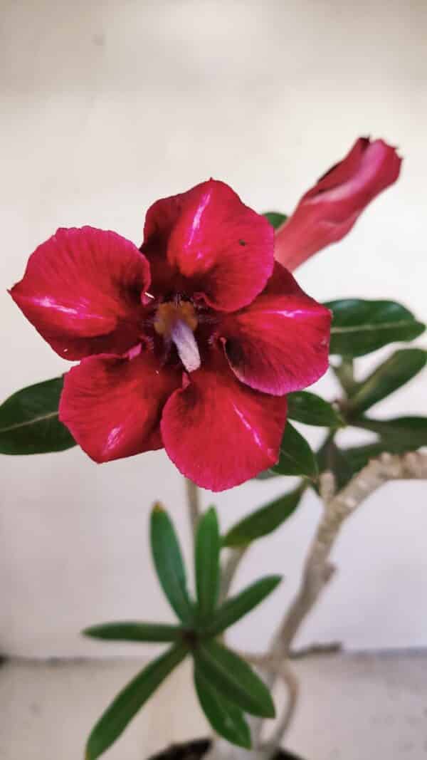 Planta Simples 3176 – 35cm – 03 anos - Imagem 1
